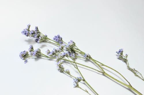 From above of lavender flowers on green long stems with small purple petals placed on white background in light studio