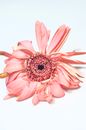 Single pink gerbera with shriveled gentle petals placed on white background during blooming season and fading in light modern studio