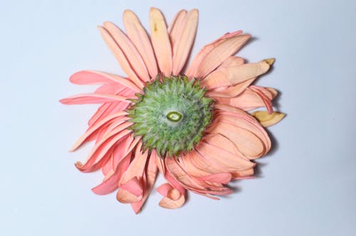 Top view of tender flower with delicate pink petals placed on blue background