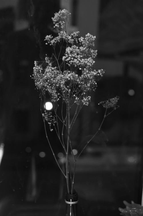 Free Black and white of delicate branches with flowers of gypsophila in blossom placed in bottle Stock Photo