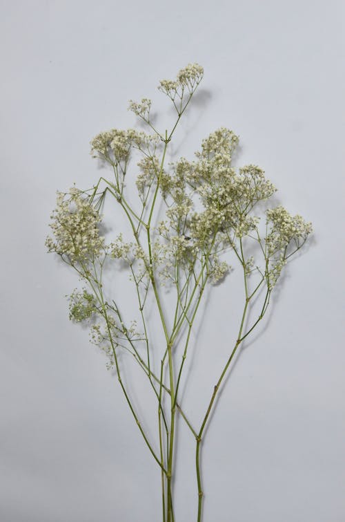 Fragile branches of gypsophila in blossom