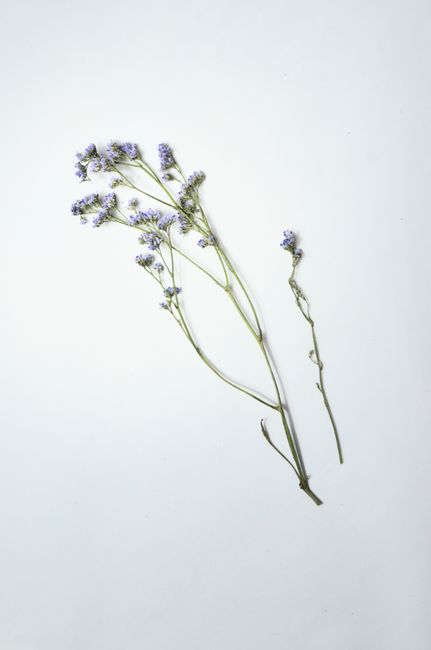 Top view of delicate flowers in blossom on thin stems placed on white background in light