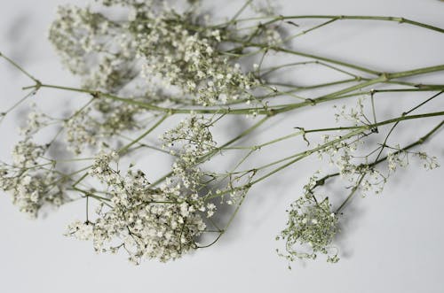 From above of fragile branches with flowers of gypsophila placed on white background