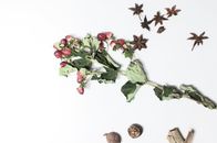 Top view of hypericum with dried verdant leaves on stems near anise and nutmegs on white background