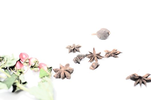 Fragrant nutmeg placed near aromatic cinnamon and red berries of hawthorn with green leaves on white background