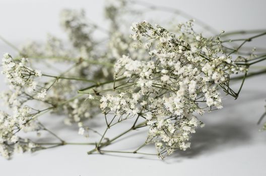 Closeup of tender flowers of gypsophila growing on thin fragile stems placed on white background