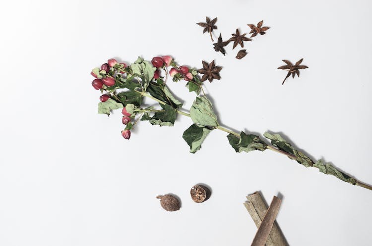 Hypericum With Dried Green Leaves And Long Stem Near Anise