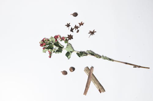 Top view of hypericum with long green stem and dried leaves near anise and sticks of cinnamon on white background