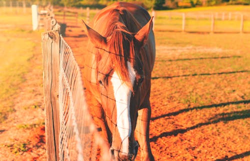 Foto profissional grátis de animal, ao ar livre, cavalo castanho