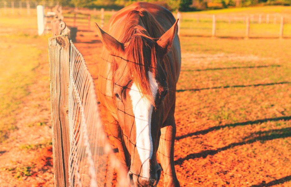 symptoms of white line disease horse