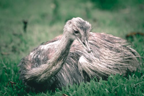 Free Big flightless bird with long neck and gray plumage sitting on lawn in zoological garden Stock Photo