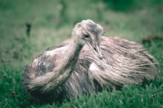 Big flightless bird with long neck and gray plumage sitting on lawn in zoological garden