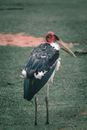 Marabou stork with ornamental plumage on meadow in zoo