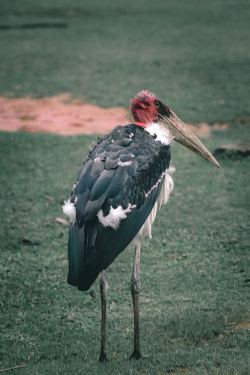 Free Tropical stork with thin legs and pointed long beak standing on lawn in zoological garden Stock Photo