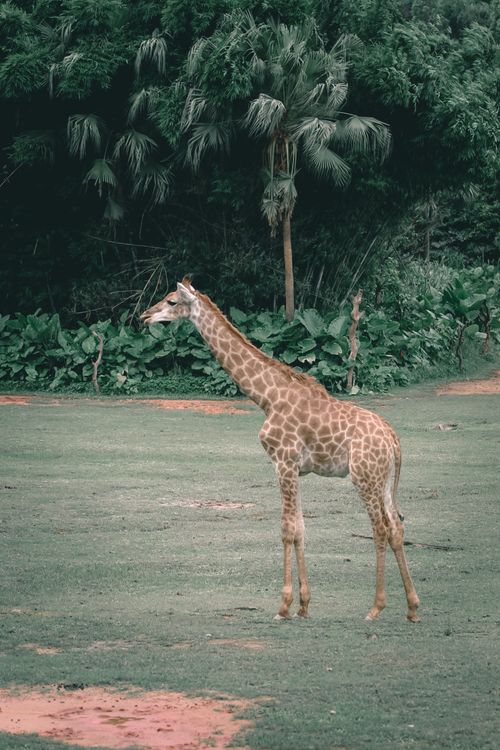 Free Giraffe with long neck and patterned coat standing on lawn against green plants in zoological garden Stock Photo