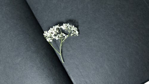 From above of small fresh twig of gypsophila plant placed in opened book with black pages