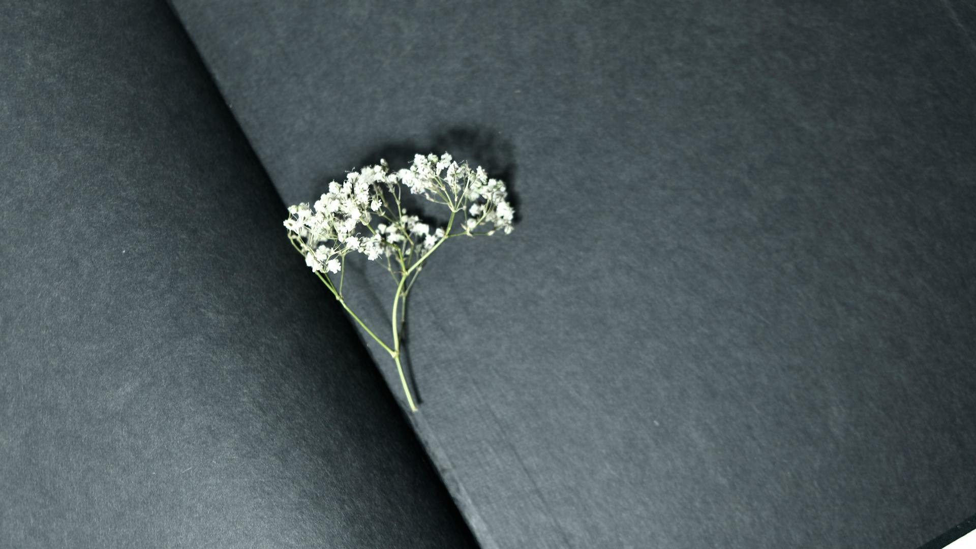 From above of small fresh twig of gypsophila plant placed in opened book with black pages