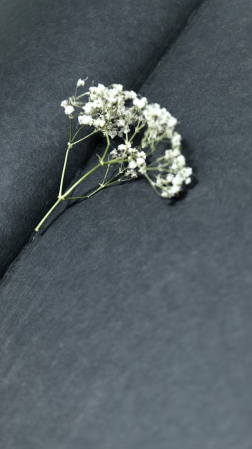 Белый цветок на серой ткани