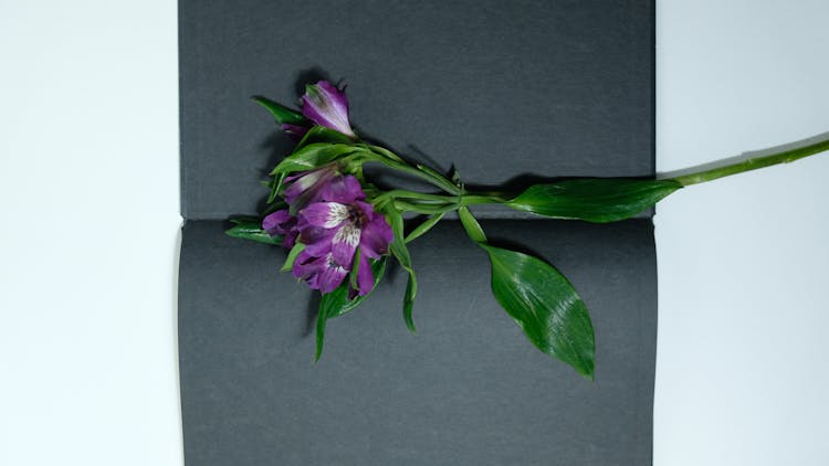 Violet Flower In Opened Book With Black Pages