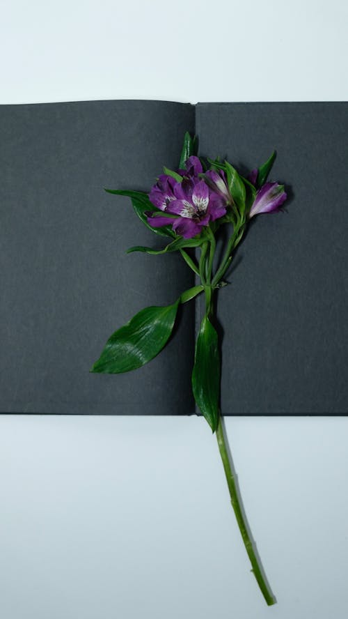 бесплатная Фиолетовый цветок с зелеными листьями Стоковое фото