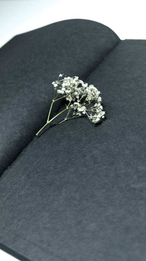 Flor Blanca Sobre Textil Negro