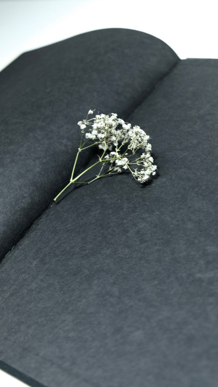 Small White Flower In Book With Black Pages