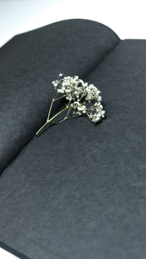 Free From above of small thin twig of white delicate plant placed in opened book with black pages Stock Photo