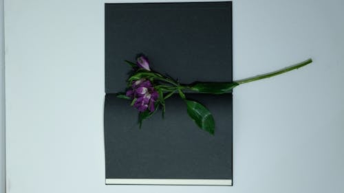 Siyah Kağıt üzerine Mor çiçek