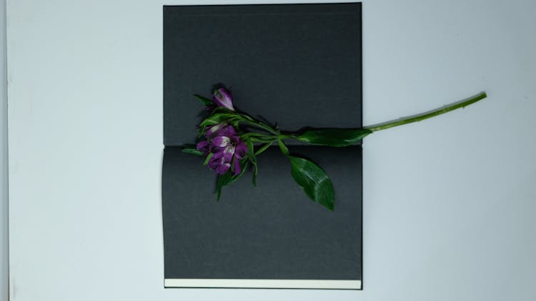 Delicate Violet Flower In Book With Black Pages