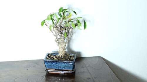 Bonsai plant with green leaves and thick stem in flowerpot placed on table in room