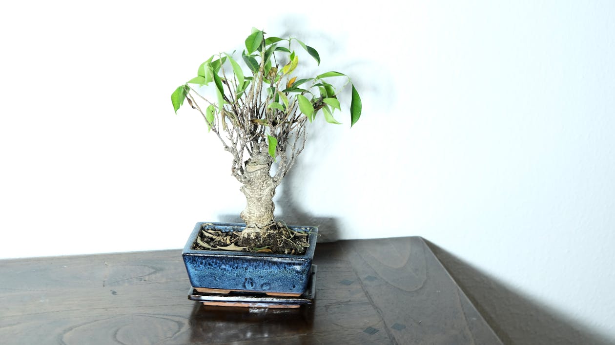Free Bonsai plant with green leaves and thick stem in flowerpot placed on table in room Stock Photo