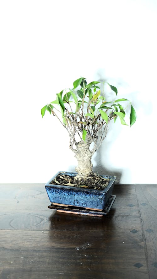 From above of bonsai plant with small green leaves and thick stem growing on flowerpot on table in room