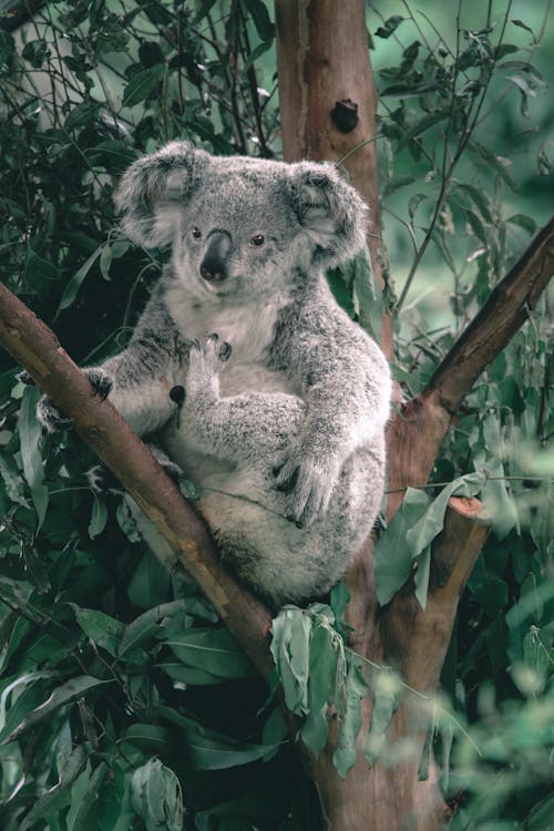 Koala bear with gray fur and clawed paws sitting on tree twig in zoo in daytime