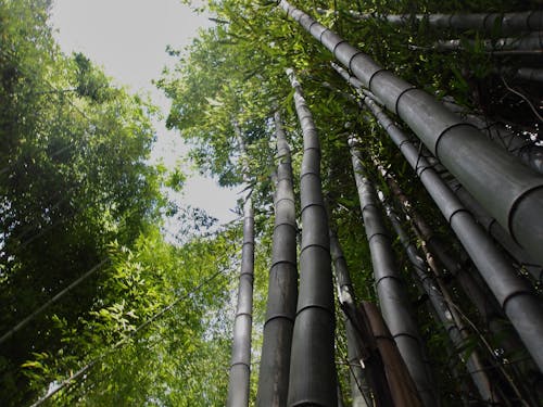 Low-Angle Shot of Bamboos