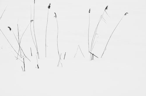 Darmowe zdjęcie z galerii z abstrakcyjny, biała powierzchnia, czarno-biały
