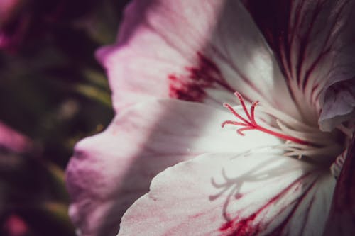 Fotos de stock gratuitas de estigma, flor, flora