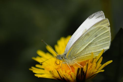 Close-Up Shot of a White Butterfly on a Yellow Flower