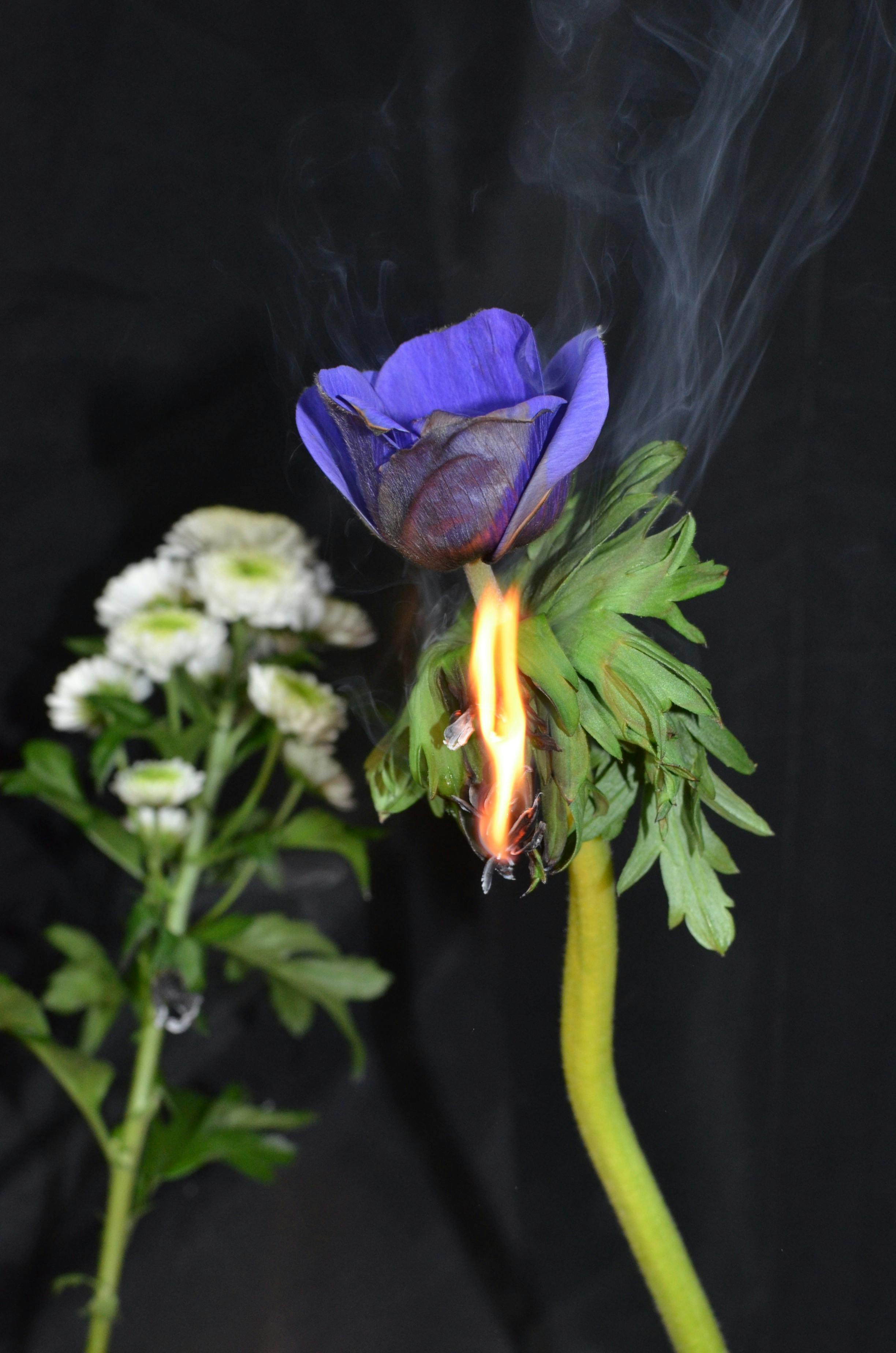 gentle flowers and fire in studio