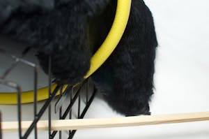 Faux black fur covering metal cage with yellow hoop and wooden plank