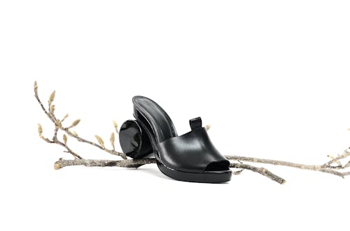 Black leather shoe with rounded heel on branch with buds on white background