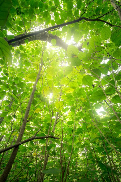 Free A vibrant view of sunlight streaming through lush green leaves in a dense forest. Stock Photo