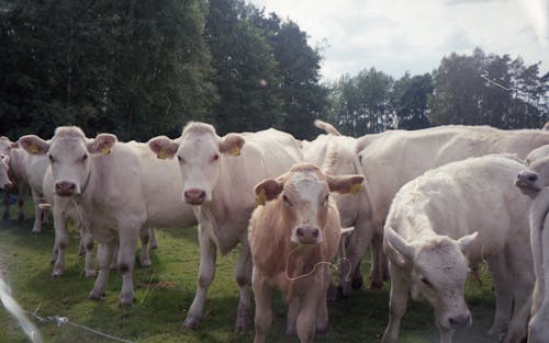 Mucca Bianca Sul Campo Di Erba Verde