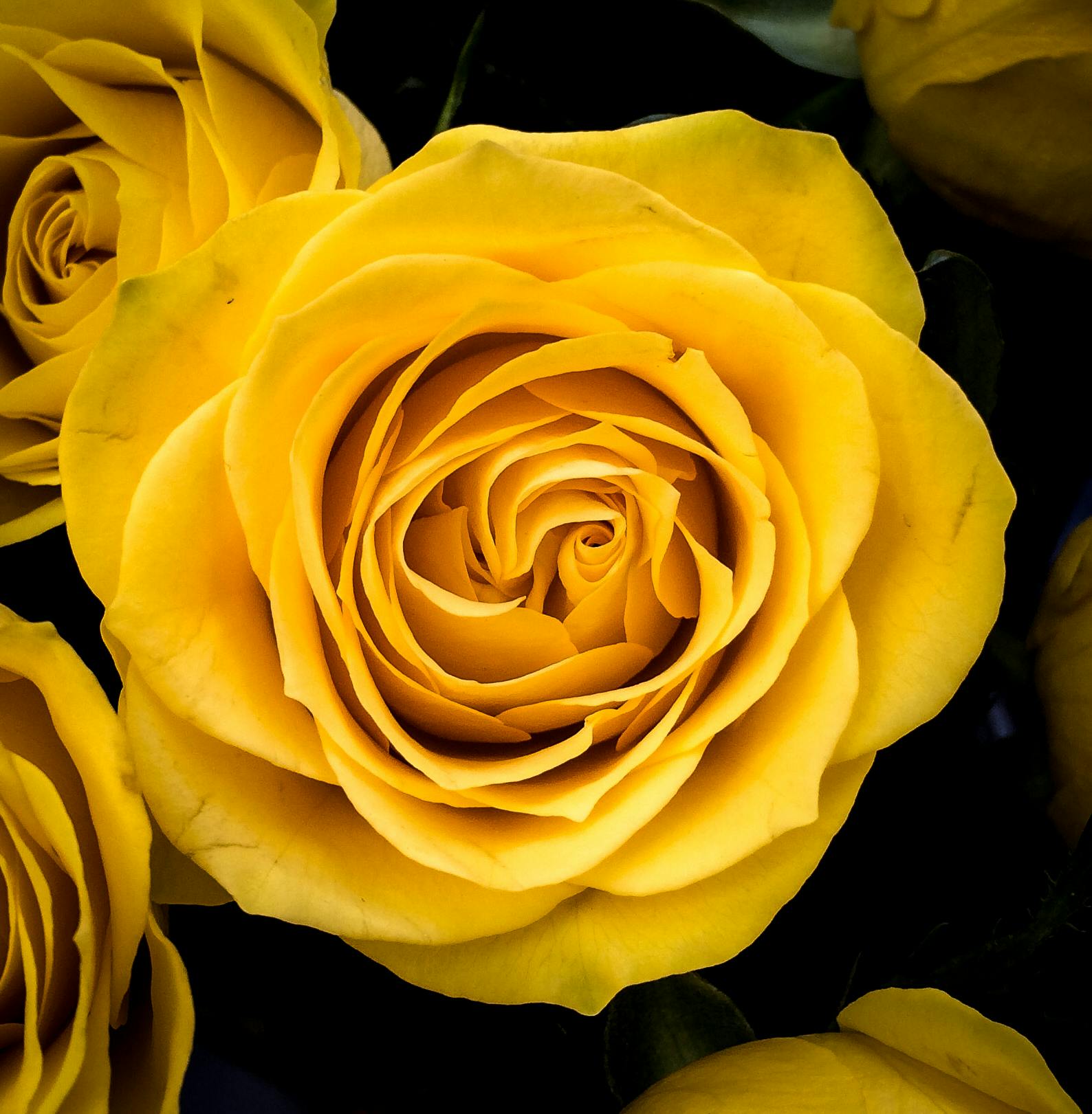 Foto Stok Gratis Tentang Bunga Kelopak Bunga Kuning