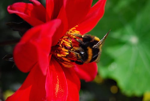 Free stock photo of beautiful flower, bee, blooming flower Stock Photo