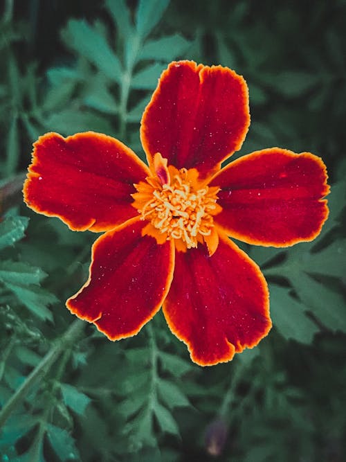 Red Flower With Green Leaves