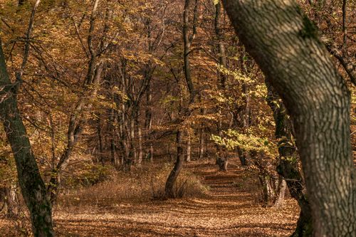 Free Explore the serene beauty of a Romanian forest during autumn, filled with colorful foliage. Stock Photo