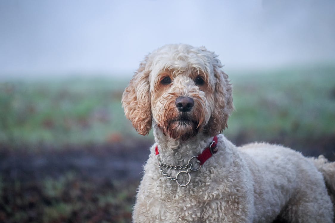Free Close-Up Shot of a Labradoodle