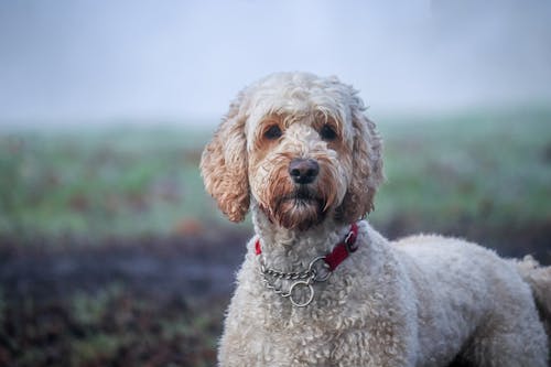 Free Close-Up Shot of a Labradoodle Stock Photo