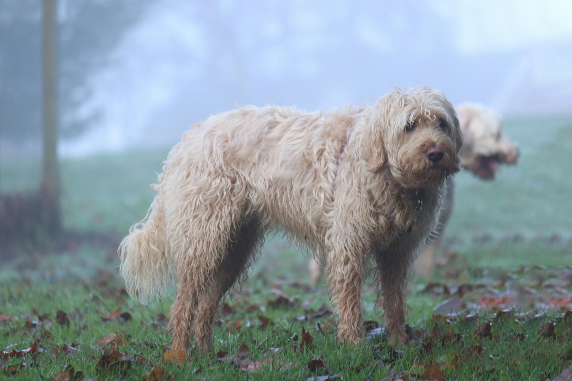 A Wet Brown Long Coated Dog on Grass