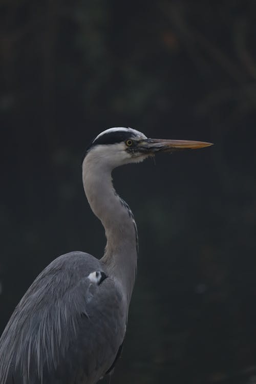 Foto profissional grátis de ave, ave pernalta, aves